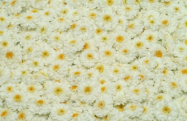 Roman chamomile