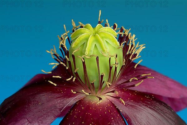 Blue opium poppy