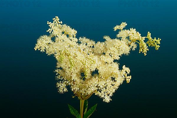Meadowsweet
