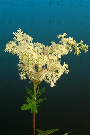 Meadowsweet