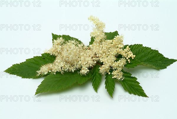 Meadowsweet