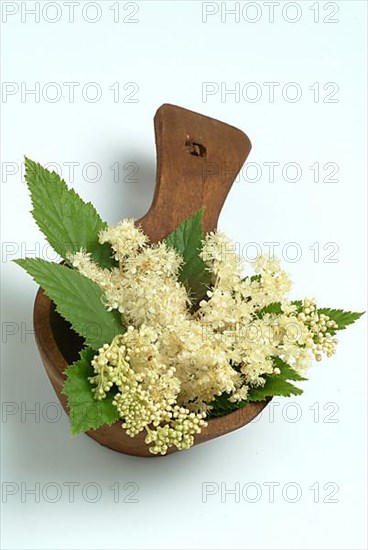 Meadowsweet