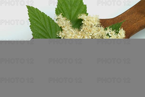 Meadowsweet