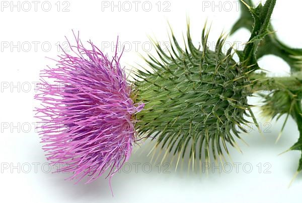 Flower of the common thistle