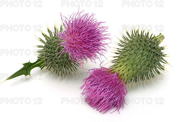 Flower of the common thistle
