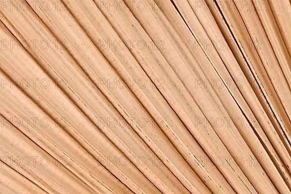 Close up of dried natural palm tree leaf