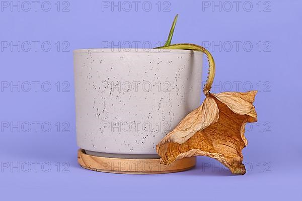 Dying houseplant with hanging dry leaf in flower pot on ciolet background