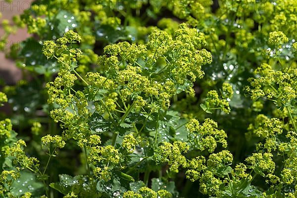Blossoms of lady's mantle