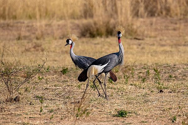 Black crowned crane
