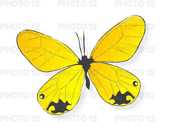 Yellow butterfly watercolor style drawing over white