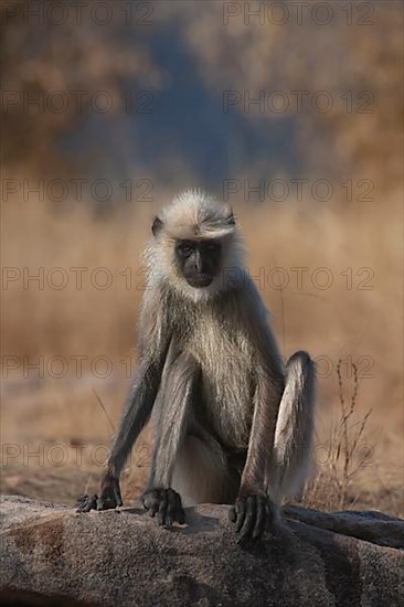 Gray langur