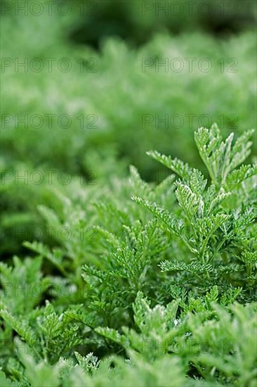 Sea wormwood