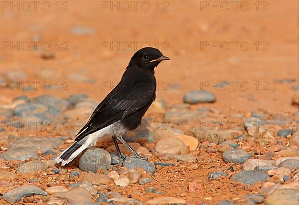 Mediterranean Wheatear