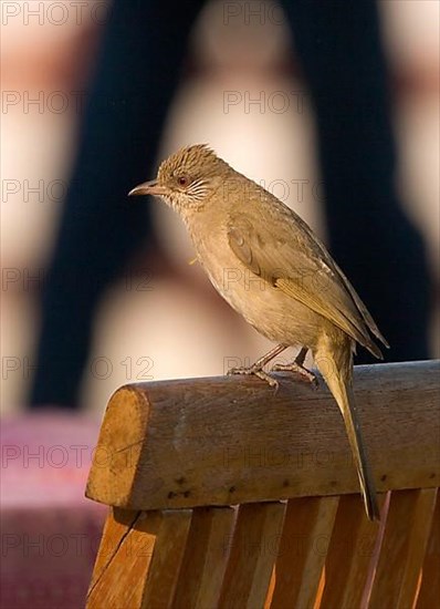 Striated Bulbul
