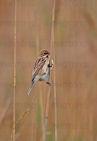 Pallas's Reed Bunting