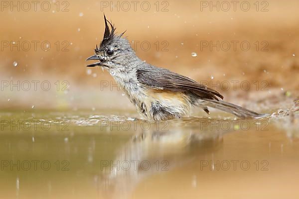 Black-crested Titmouse