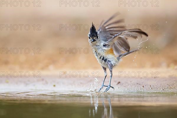 Black-crested Titmouse