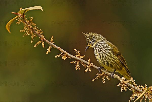 Striated Bulbul