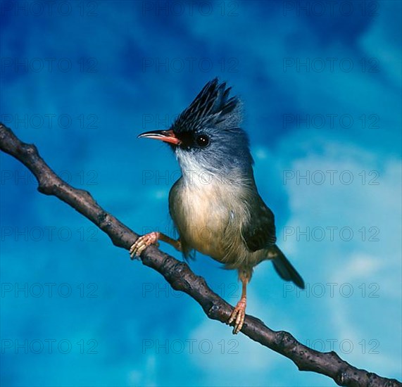Yuhina with black chin