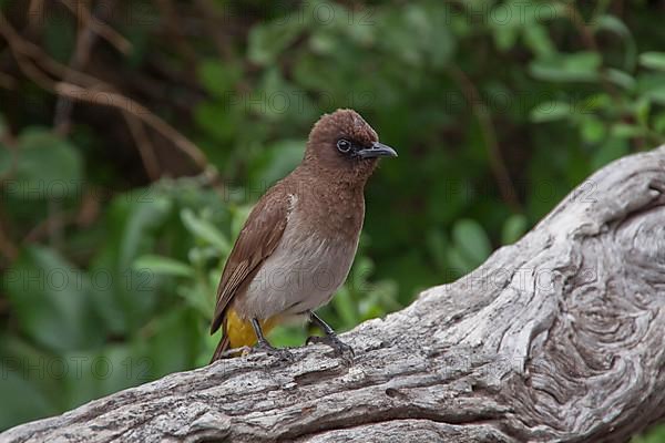 Grey Bulbul