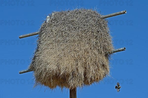 Namibia Nest of the boiling weaver