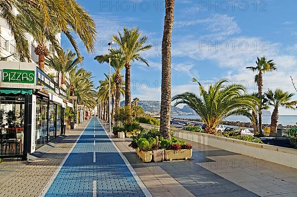 Palm trees