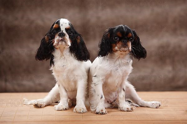King Charles Spaniel