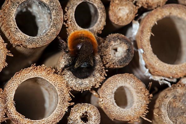 Mason bee