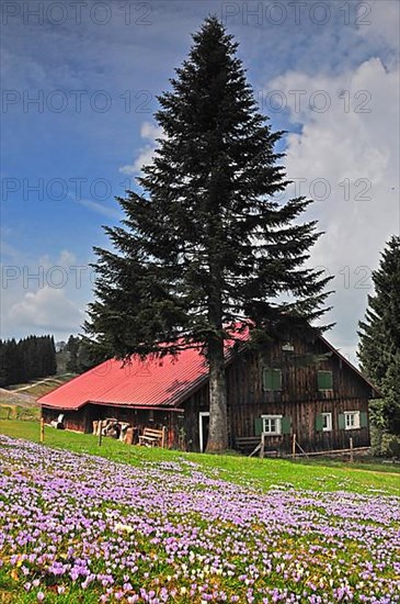 Crocuses