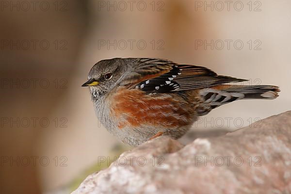 Alpine Accentor