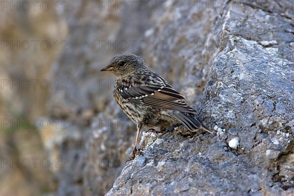 Alpine accentor