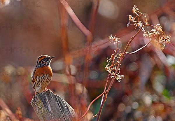 Red-breasted Accentor