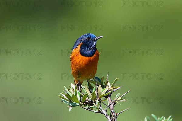 Himalayan Redstart