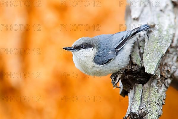 Pygmy Nuthatch