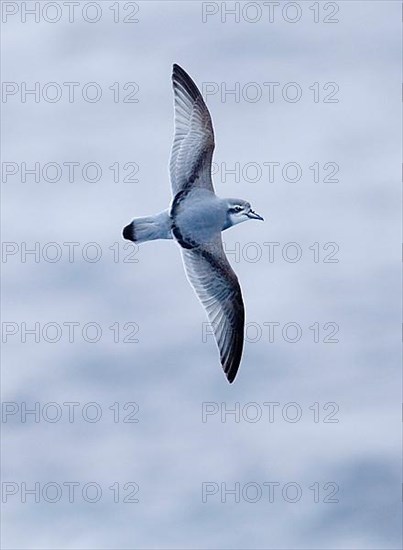 Pigeon Petrel