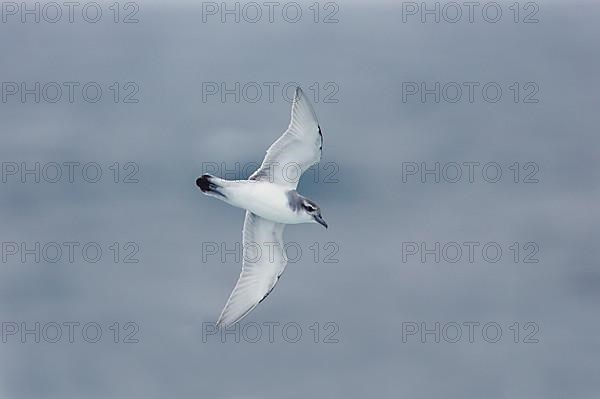 Pigeon Petrel