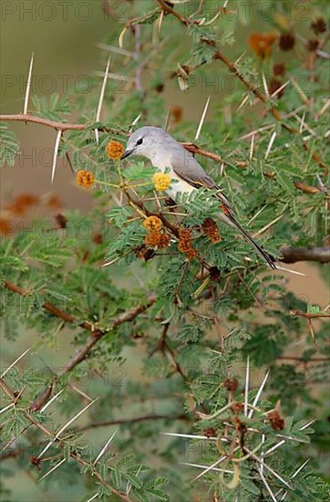 Small Minivet