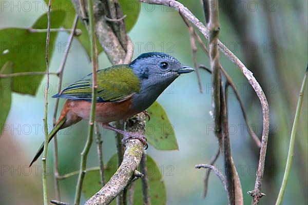 Black-headed Shrike-babbler