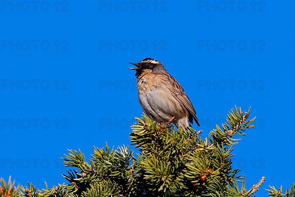 Black-throated Accentor