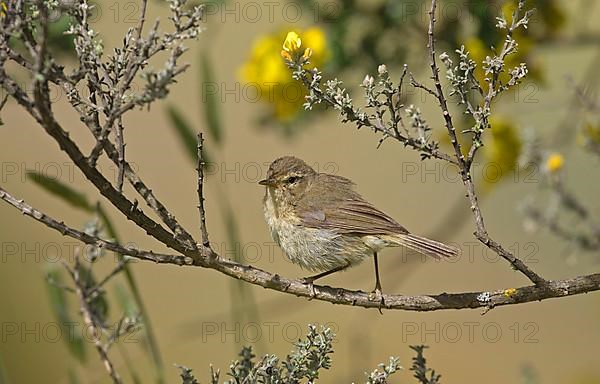 Canary Chiffchaff