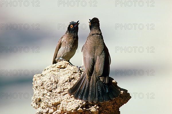 African red-eyed bulbul