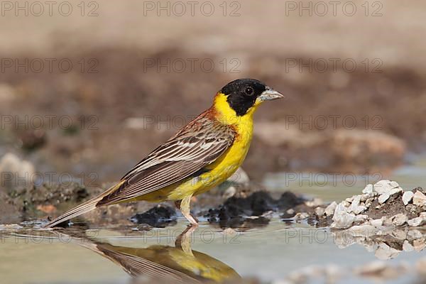 Black-headed bunting