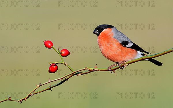 Eurasian eurasian bullfinch