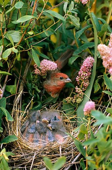Common rosefinch