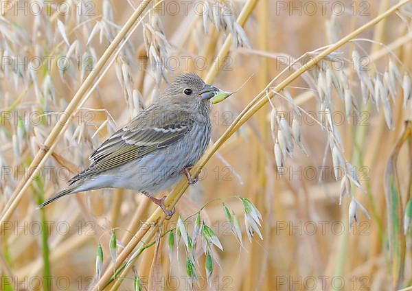 Common rosefinch