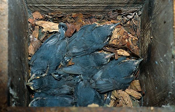 Eurasian nuthatch