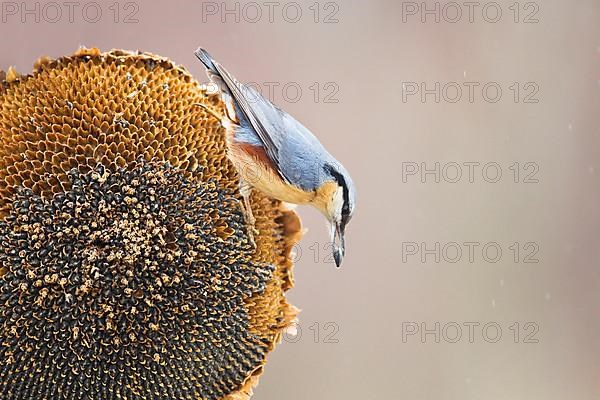 European Nuthatch
