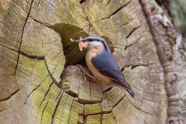 European eurasian nuthatch