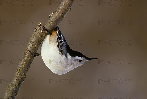 White-breasted nuthatch