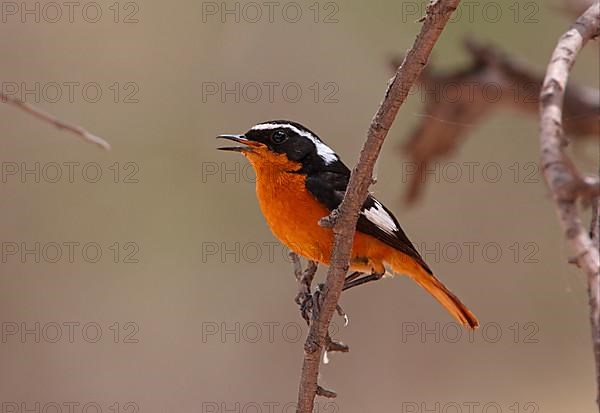 Diadem Redstart